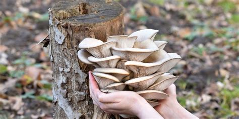  Stinkvarken met Gedroogde Paddenstoelen: Is dit de meest onverwachte delicatesse uit Chizhou?